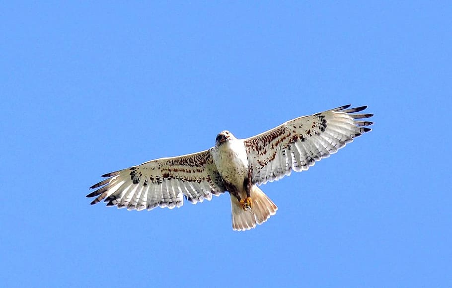 Ferruginous Hawk, Bird, Predator, Raptor, wildlife, nature HD wallpaper