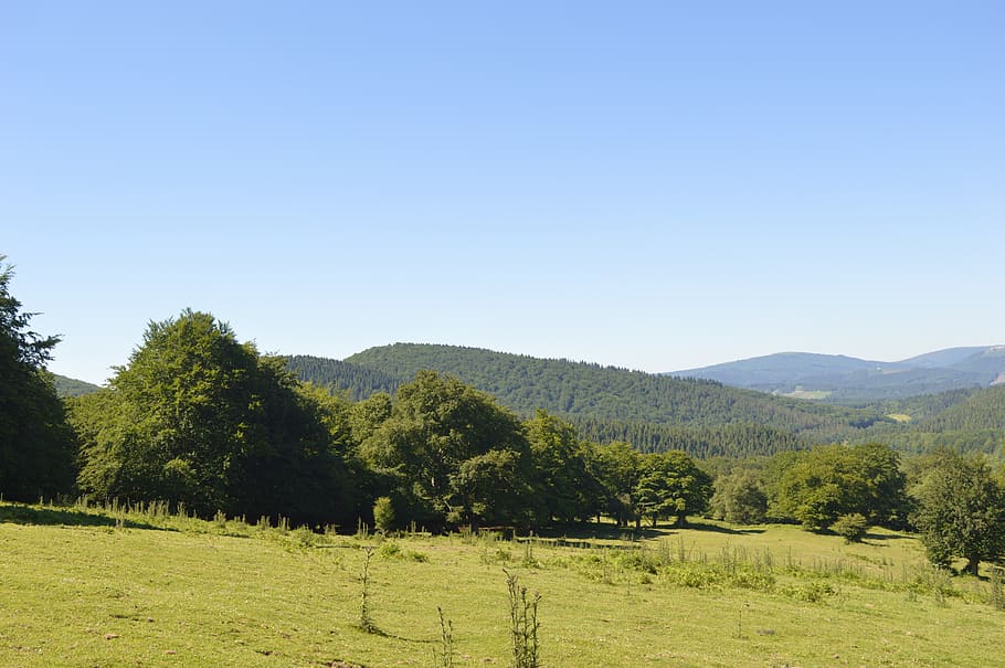 mountain, meadow, spring, summer, tree, landscape, forest, plant HD wallpaper