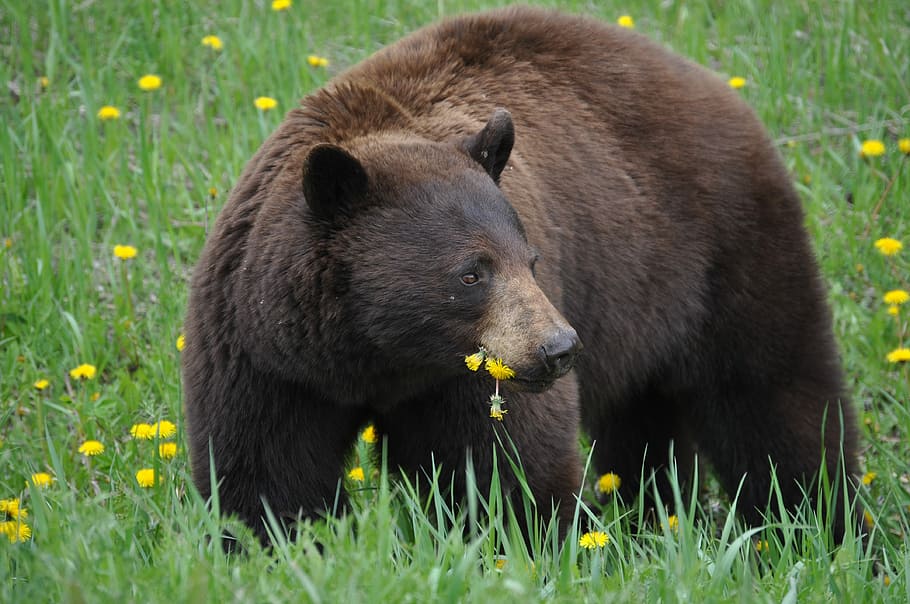 photo of wild grizzly bear, brown bear in grass field at daytime HD wallpaper