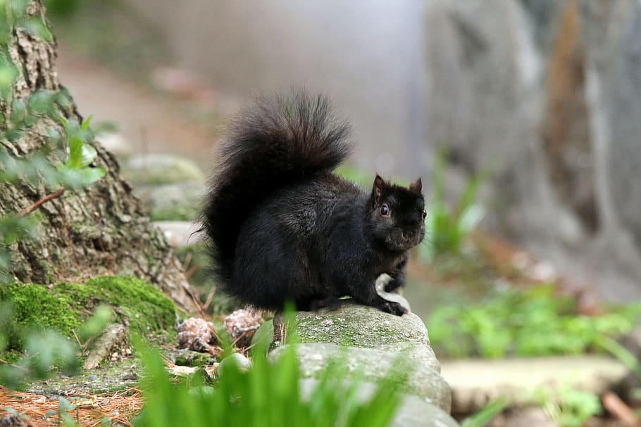 spring, vancouver, canada, mammal, one animal, animal wildlife HD wallpaper