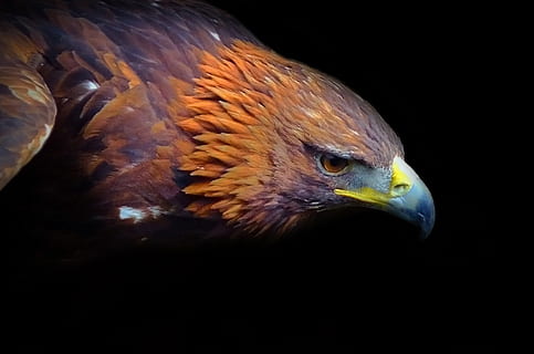 photography of golden eagle, head, eye, gliding, fly, feathers HD wallpaper