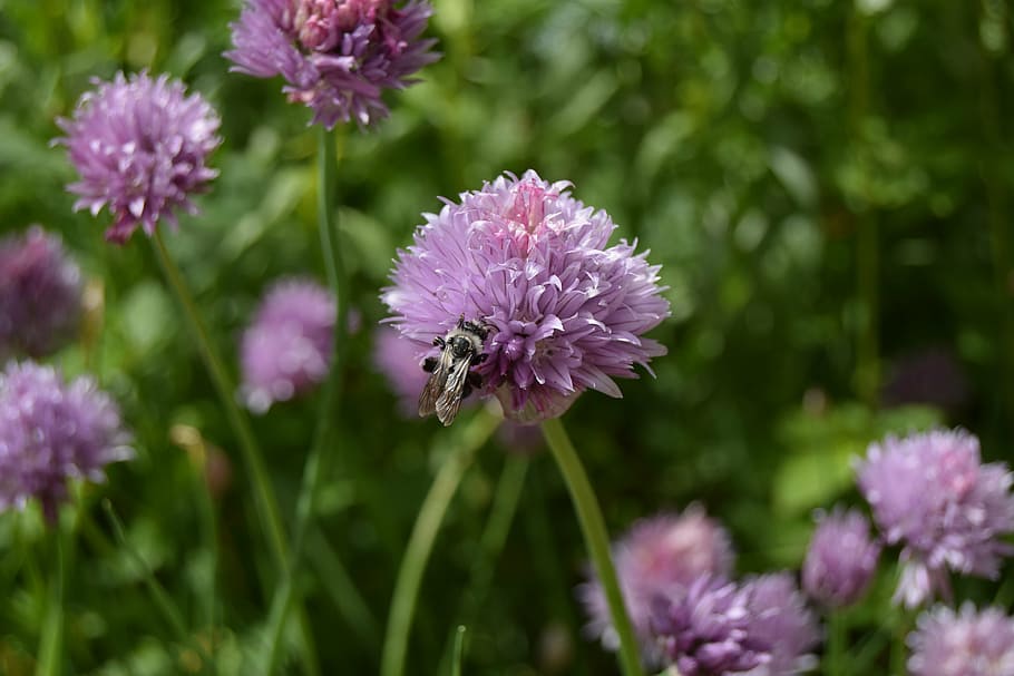 bee, chives, flower, herbs, insect, flowering plant, fragility HD wallpaper