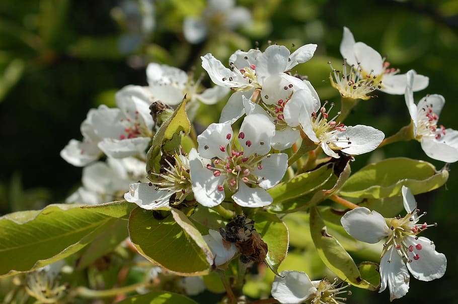 flower, nature, plant, tree, season, flowering plant, fragility HD wallpaper