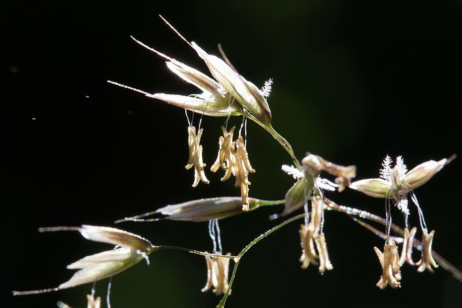 grasses, flowers, stamp, pollen, quaking grass, awns, back light HD wallpaper