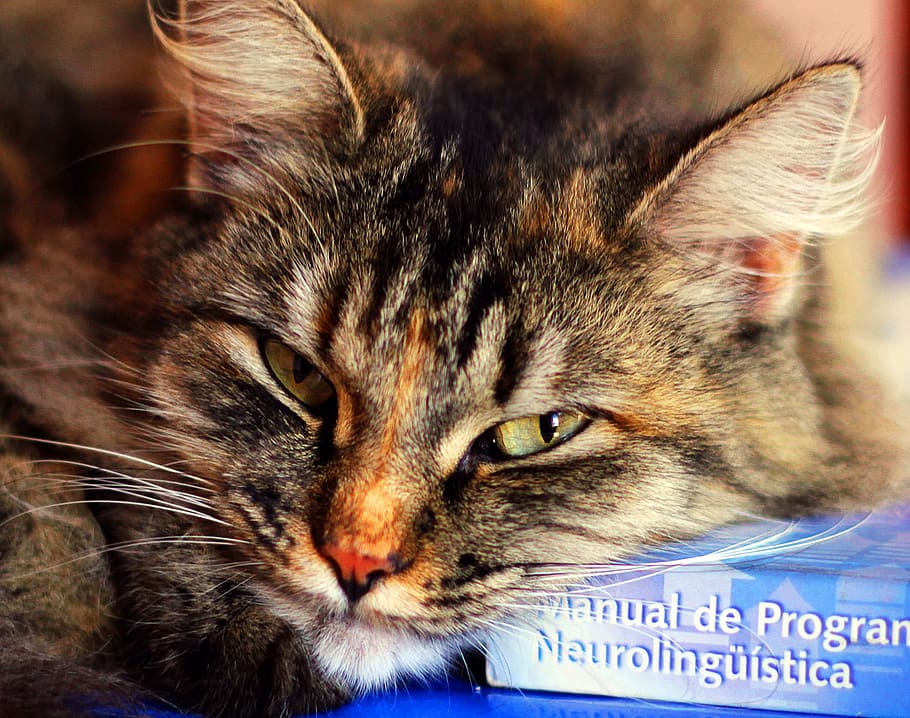 soninha, author, cat, domestic Cat, pets, animal, cute, mammal HD wallpaper