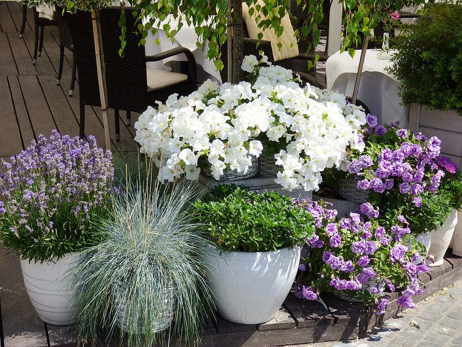 flowers, pot, pots, lavender, flower pot, nature, potted, flowering plant HD wallpaper