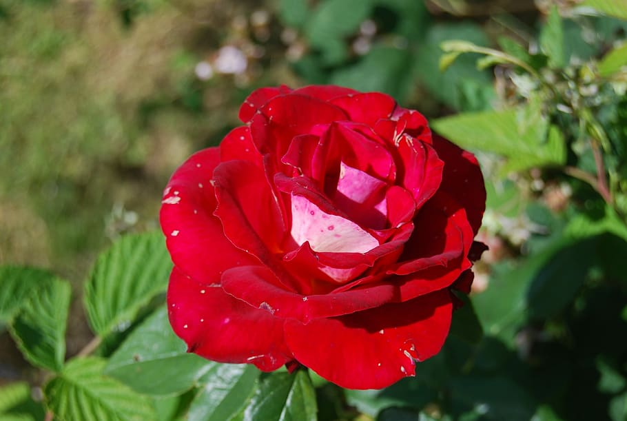 Flower, Pink, red, petal, nature, beauty in nature, freshness HD wallpaper