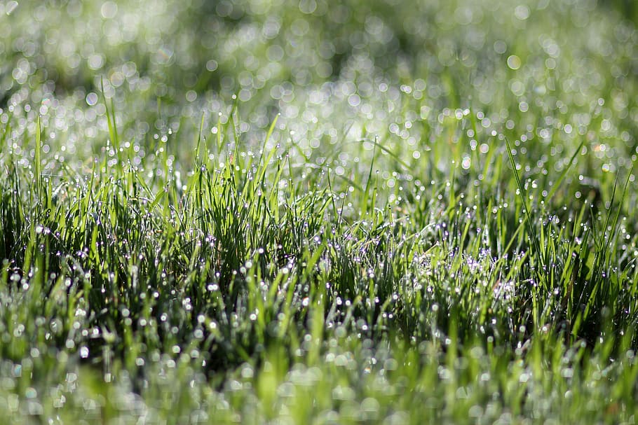 grass, dew, morning, green, wet, water, plant, selective focus HD wallpaper
