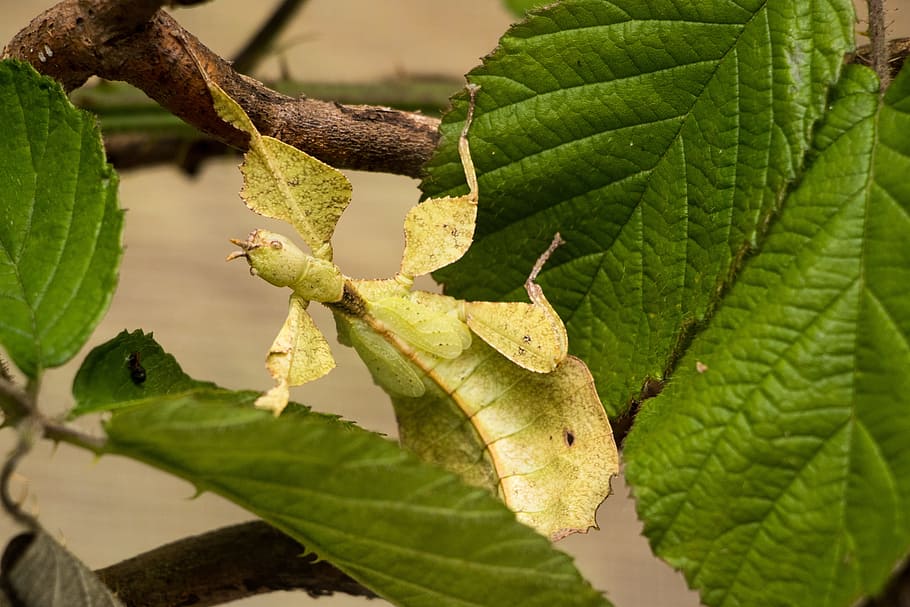 Grasshopper, Leaf, Insect, leaf grasshopper, close, green color HD wallpaper
