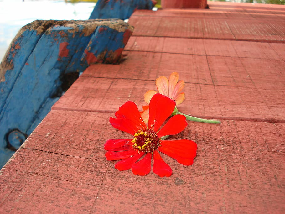 Flower, Fallen, Mirrored, Wood, Nature, trunk, blue, landscape HD wallpaper