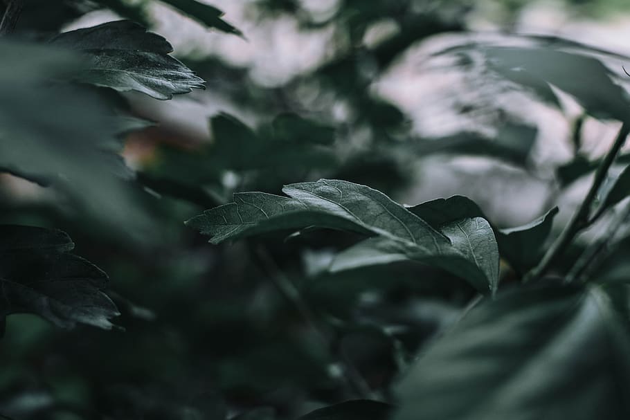 macro shot of green leafed plabnt, texture, foliage, branch, nature HD wallpaper
