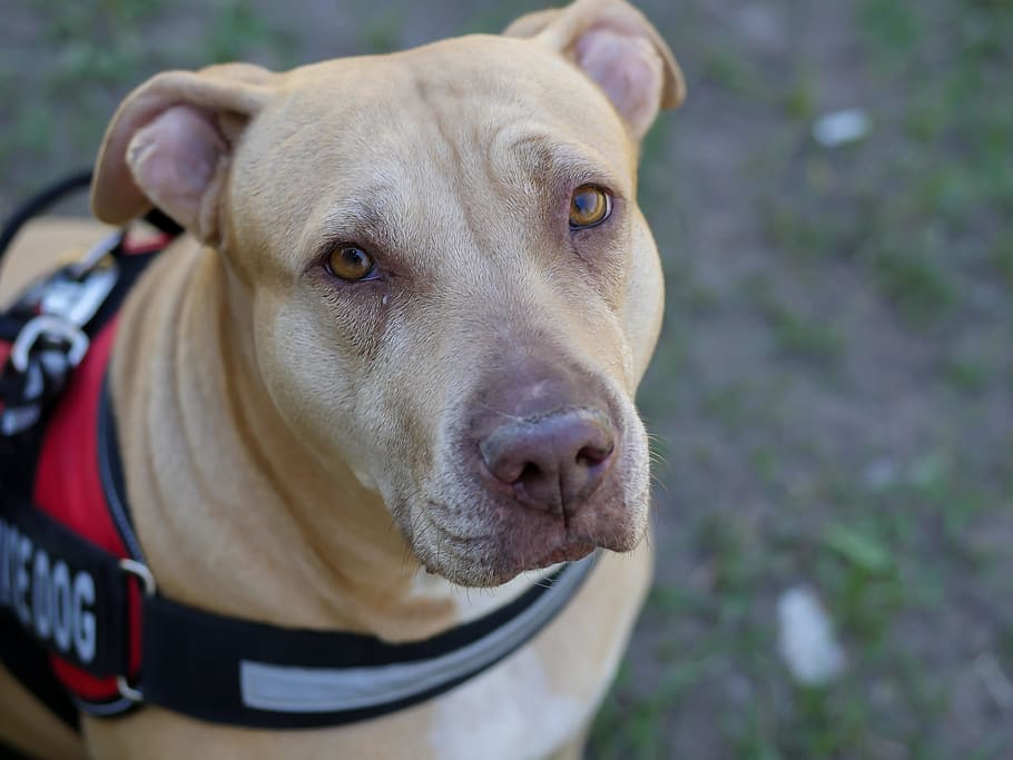 closeup photo of short-coated tan dog's face, Pit-Bull, Service Dog, HD wallpaper