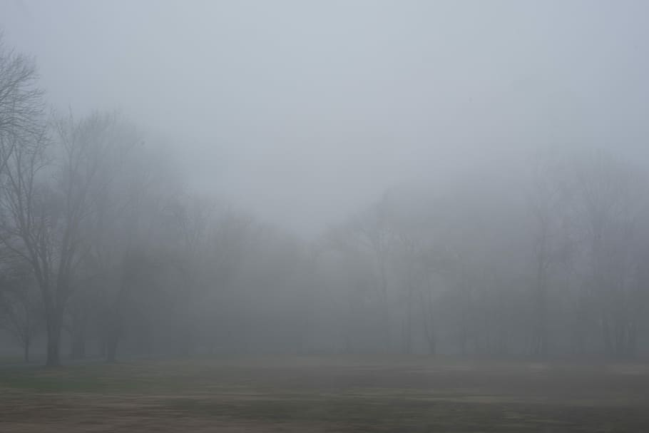 withered tree in forest, trees covered with fog, mist, field HD wallpaper
