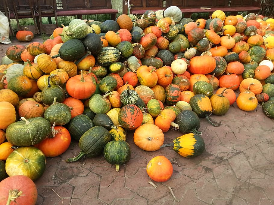 Pumpkin, Harvest, september, autumn, thanksgiving, vegetables, HD wallpaper