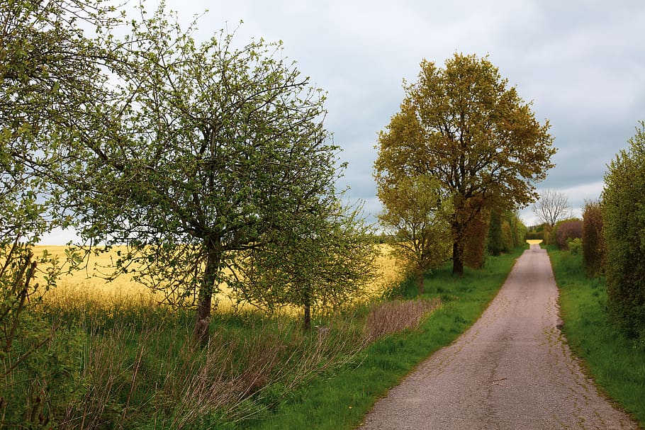 oilseed rape, lane, apple trees, landscape, spring, fields HD wallpaper