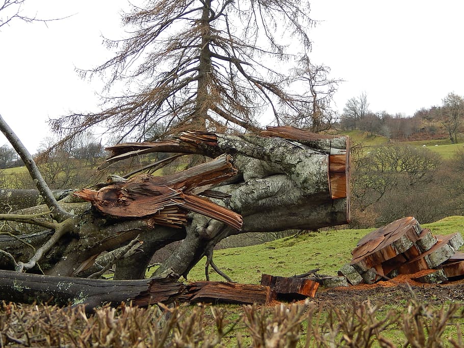 fallen tree, hurricane, damage, bird in tree, secret, plant HD wallpaper