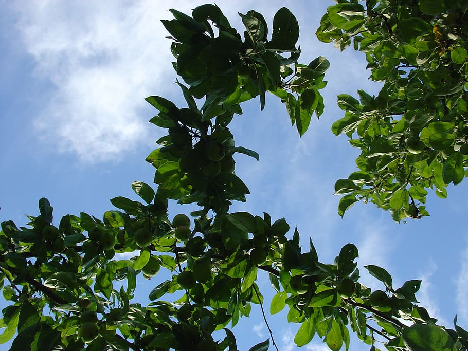 summer, foliage, tree, sky, leaf, growth, plant part, low angle view HD wallpaper