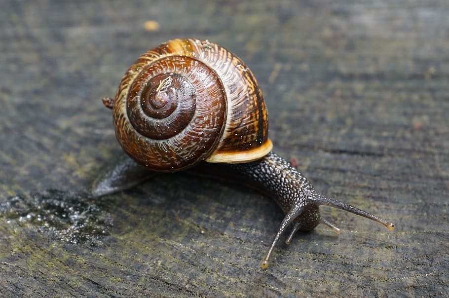 selective focus photography of brown giant snail, nature, snail shell HD wallpaper