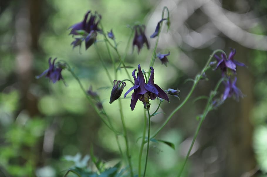 Flower, Violet, Forest, Nature, Mountain, wildflowers, plant HD wallpaper