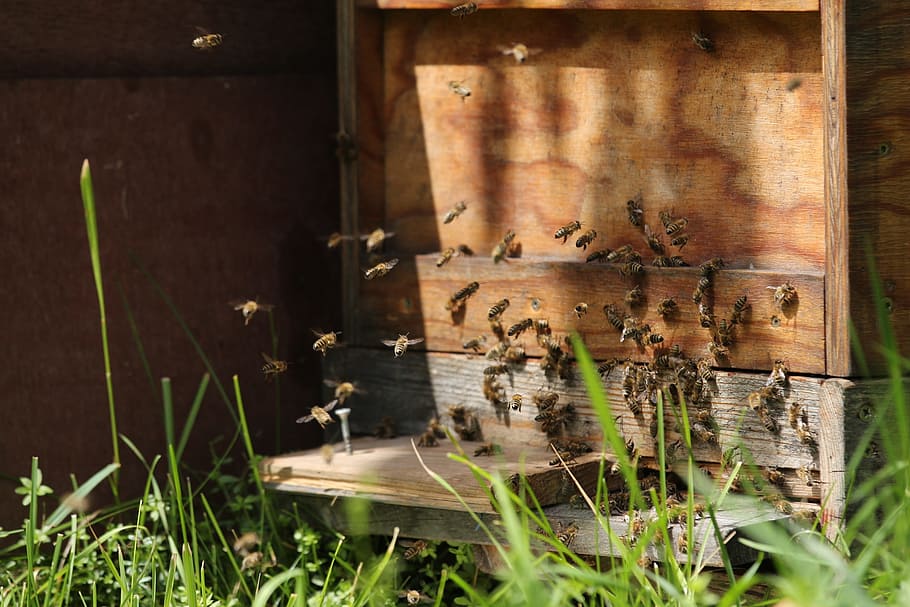 bees, hard working, fly, close, nature, collect, insect, busy bee HD wallpaper