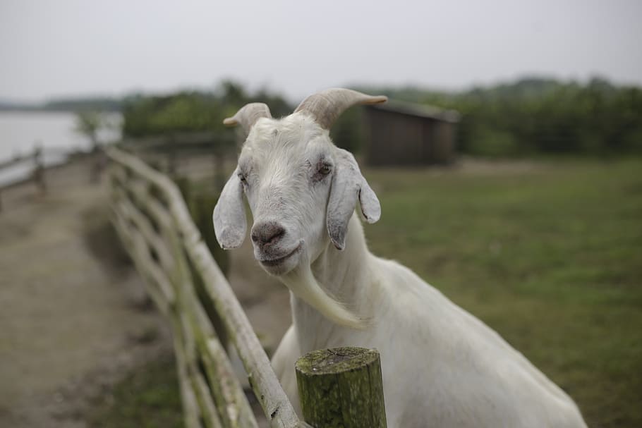 goat, lake, beard, animal, mammal, animal themes, livestock HD wallpaper