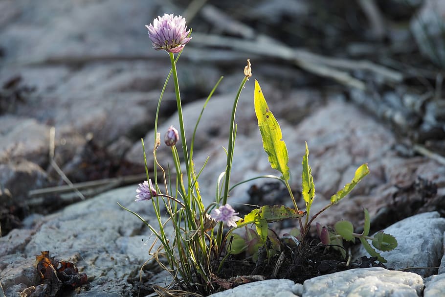 Nature, Close, Macro, Incomplete, Grass, grasses, green, flower HD wallpaper
