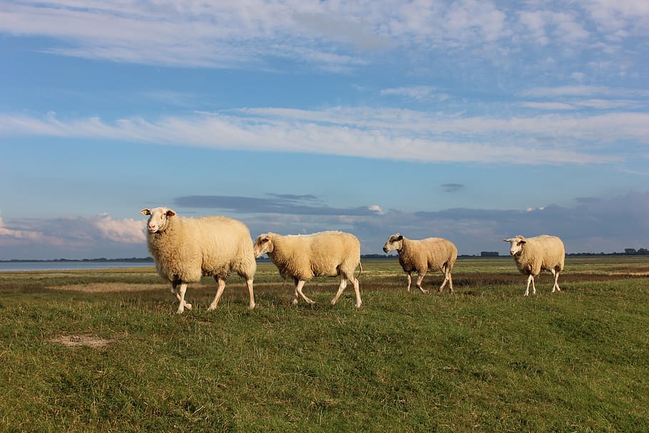 four walking sheeps during daytime, Dike, Varel, North Sea, agriculture, HD wallpaper