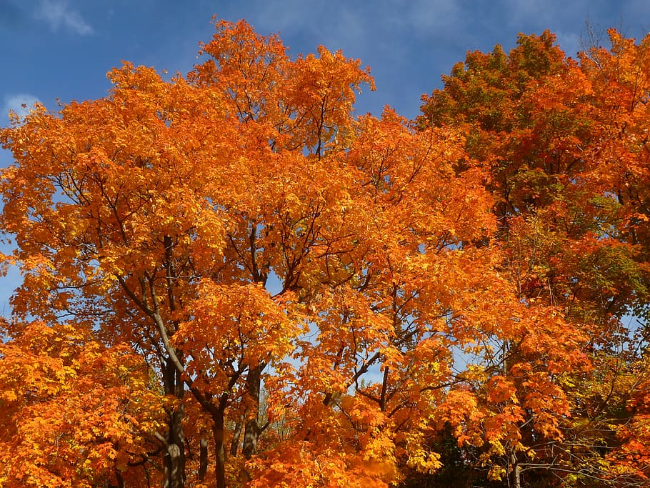 fall, leaves, autumn, orange, leaf, maple, color, foliage, pickering, HD wallpaper