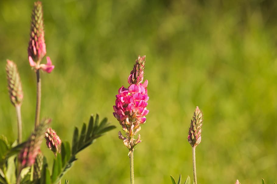 Flowers, Pink, Nature, pink flowers, spring, plant, growth HD wallpaper