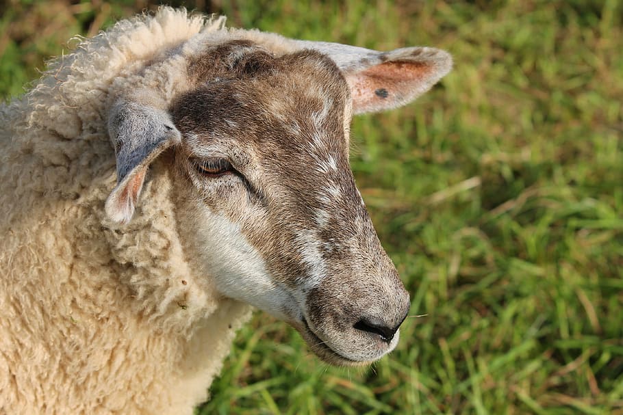 shallow focus photography of sheep, portrait, sheepshead, pet HD wallpaper