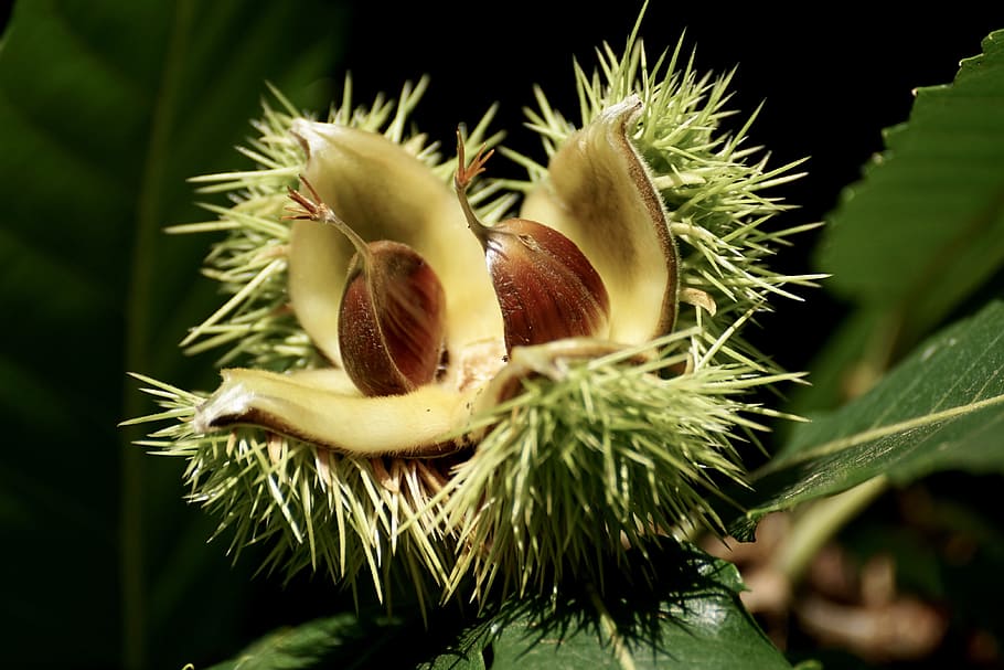 white, brown, and green spiky fruit in close-up photography, chestnut
