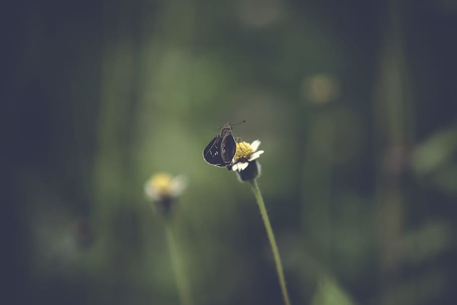 summer, grass, leaf, blur, butterfly, daylight, delicate, flora HD wallpaper