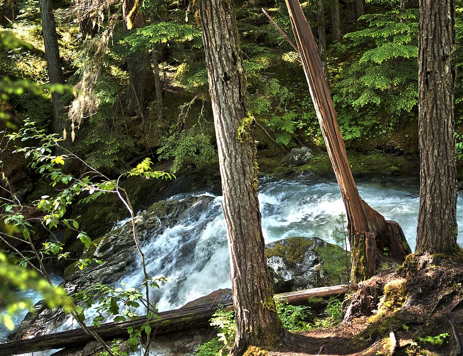 trees, waterfall, bright, forest, moving, nature, landscape HD wallpaper