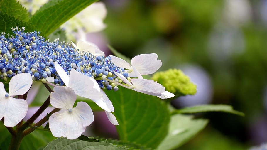 nature, flowers, plants, leaf, summer, hydrangea, the leaves, HD wallpaper