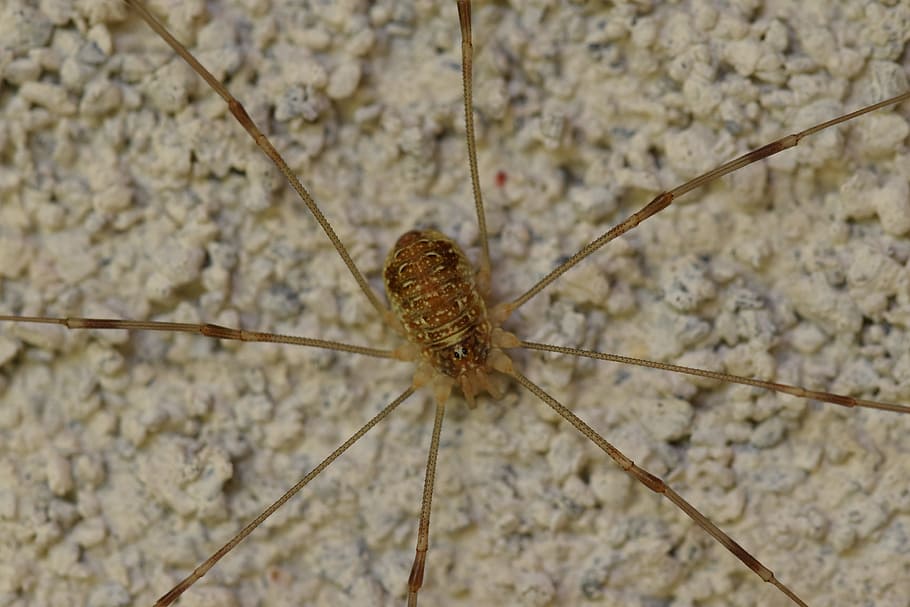 spider, animal, nature, macro, arachnid, one animal, close-up HD wallpaper