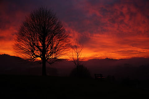 sunset, tree, aesthetic, branches, tribe, solitary tree, sky HD wallpaper