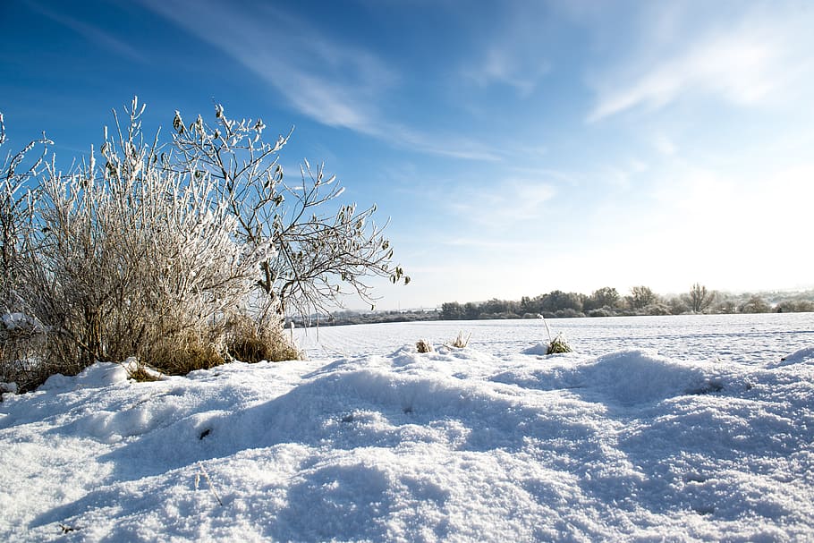 winter, field, snow, landscape, wintry, tree, snowy, nature HD wallpaper
