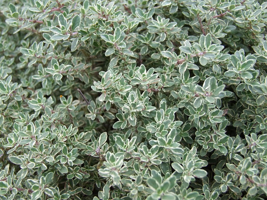 green leafed plant, Thyme, Herb, Spices, nature, close-up, green Color HD wallpaper
