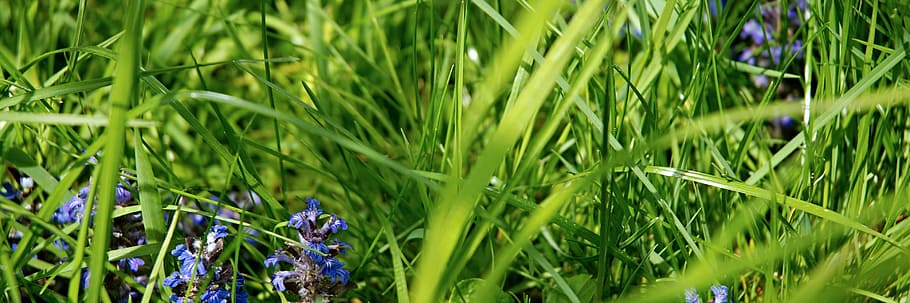 lawn, grass, blade, flower, green, macro, plant, growth, green color HD wallpaper