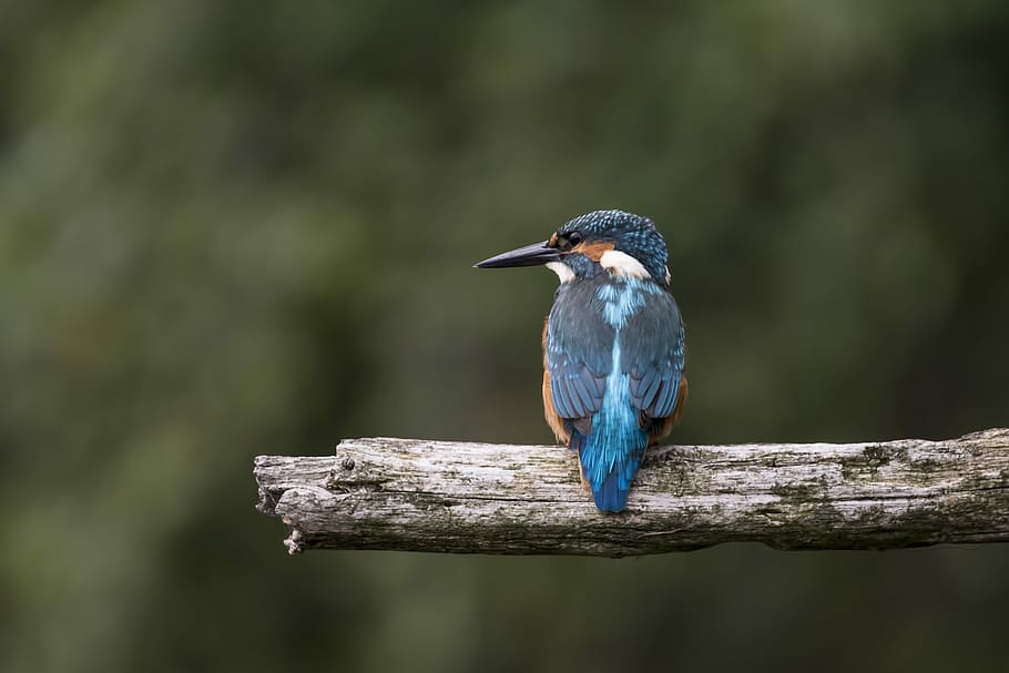 blue and brown hummingbird in shallow focus photography, blue and brown hummingbird perched on branch, HD wallpaper