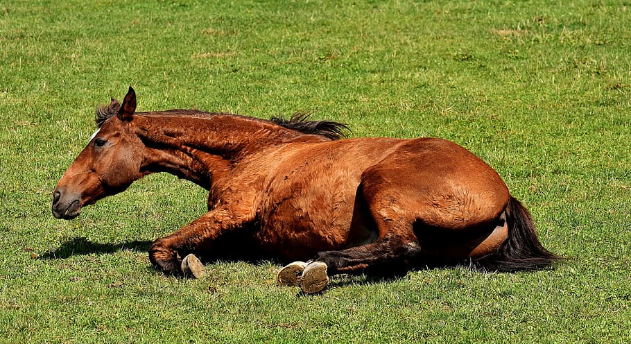 horse, coupling, left out, play, rolling, meadow, funny, pasture HD wallpaper