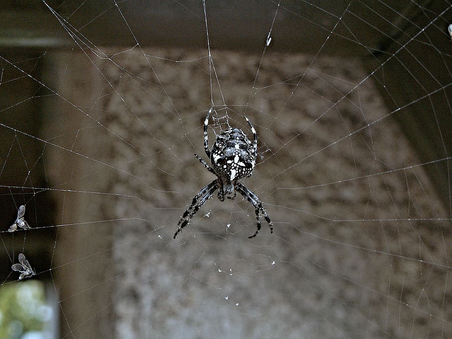spider, crusader, flies, web, insect, spider web, invertebrate HD wallpaper