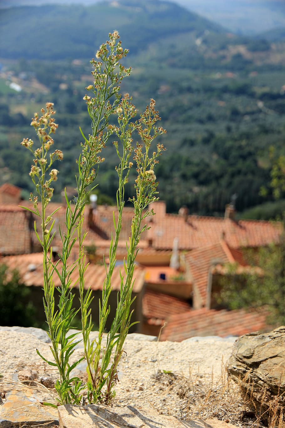 plant, grasses, roofs, brick, nature, growth, day, focus on foreground HD wallpaper
