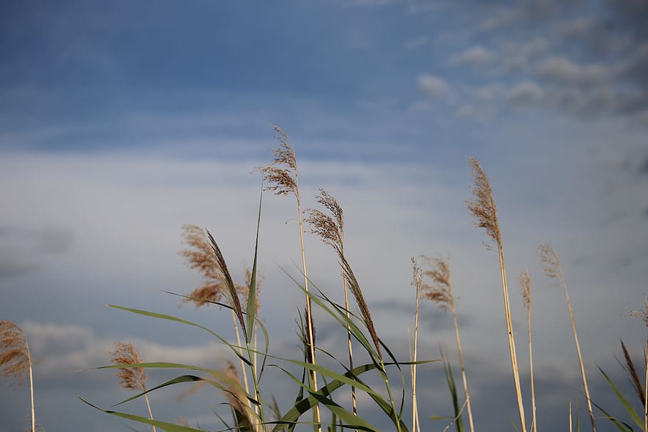 cane, grass, dramatic sky, water canal, nature, summer, plant HD wallpaper