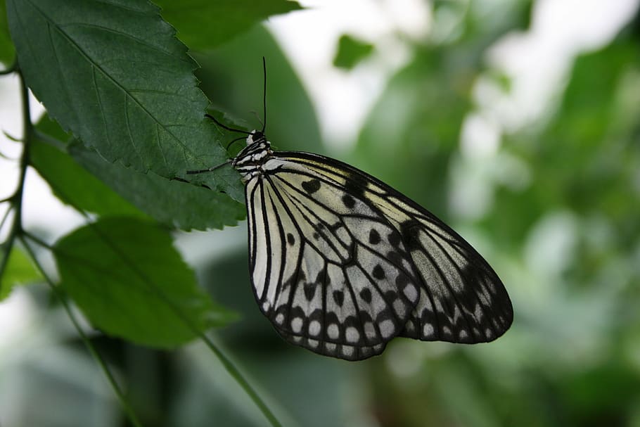 butterfly, contrast, nature, one animal, insect, invertebrate HD wallpaper