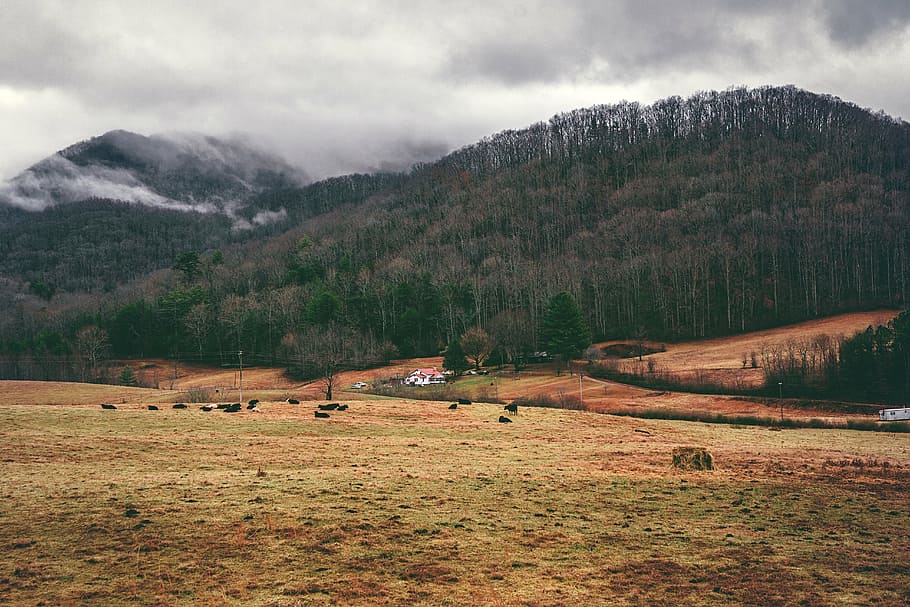 plains beside forest at daytime nature photography, landscape HD wallpaper