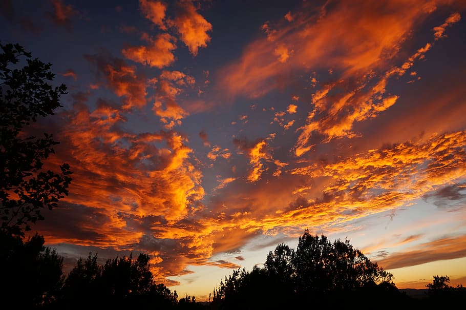 silhouette of trees during golden hour, tree silhouette during sunset HD wallpaper