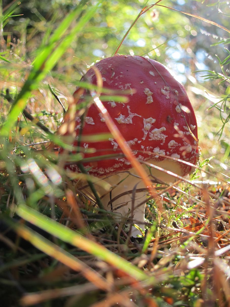 fly agaric, mushroom, forest, toxic, red fly agaric mushroom HD wallpaper