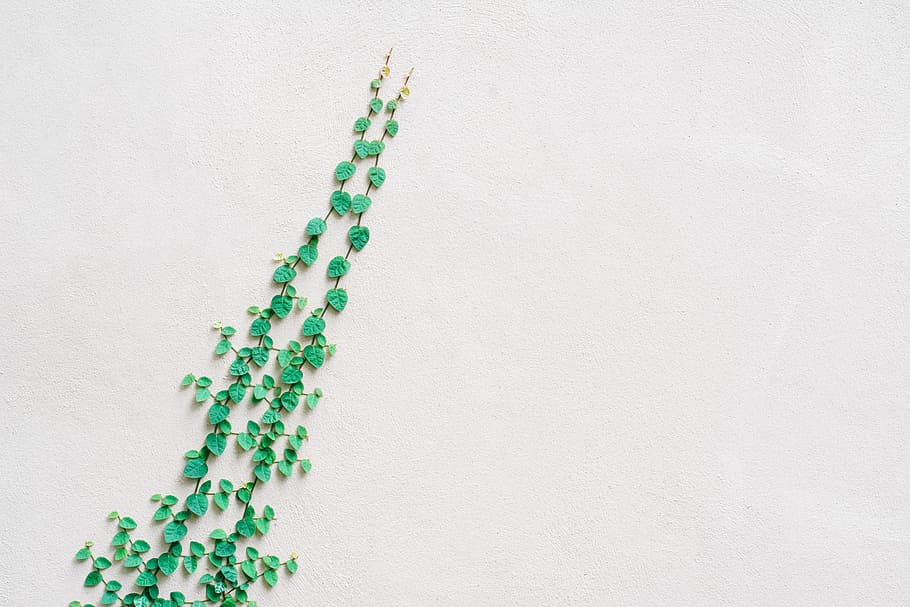 green leafed vine plant on wall, green vine plant, ivy, creeper HD wallpaper