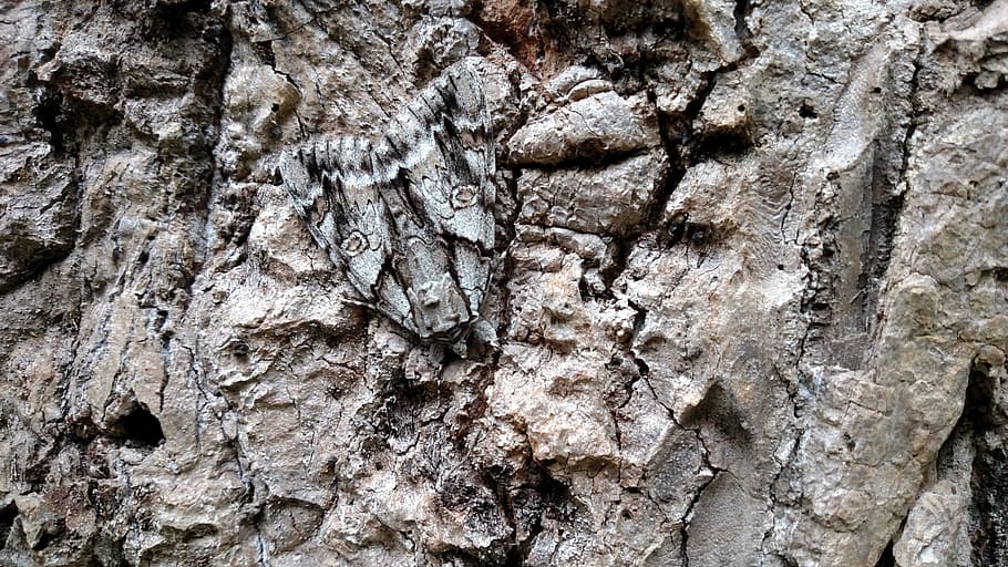 sphinx, moth, nature, camouflage, bark, insect, full frame HD wallpaper